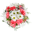 This arrangement is an ode to the best of Covent Garden floristry: a circular, overhead display that radiates soft energy and cheerful elegance, ready for local delivery or a personal celebration. Central white daisies, gleaming with lime-green centers, rest alongside coral-pink carnations whose fluffy ruffles add joyful volume and inviting warmth. Baby's breath breathes lightness into the bouquet, its delicate white clusters forming a subtle halo around the central blooms. Hints of eucalyptus in gentle, silvery-green and deeper green sprigs create a balanced, matte frame, reminiscent of shaded corners in local gardens. Here and there, slender buds with refined blush and purple streaks-possibly alstroemeria-peek out, promising blossoms yet to unfold and adding just a touch of intrigue. The symphony of colours and textures comes together with the graceful precision known to Covent Garden florists, reflecting both expertise and heartfelt care. Whether placed on a kitchen table off Long Acre or delivered to a friend in the Piazza, this bouquet embodies tranquility and exuberance, suited to birthdays, thank-yous, or simply brightening someone's day in the heart of London. The neutral background draws all attention to the colours and craftsmanship, making this a standout choice for both editorial features and as a showcase of the area's most beautiful seasonal flowers.